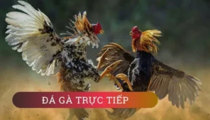 Tìm Hiểu Cách Chơi Đá Gà WS168 Tại Yeu88 Hấp Dẫn Nhất
