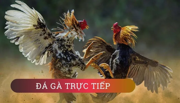 Tìm Hiểu Cách Chơi Đá Gà WS168 Tại Yeu88 Hấp Dẫn Nhất